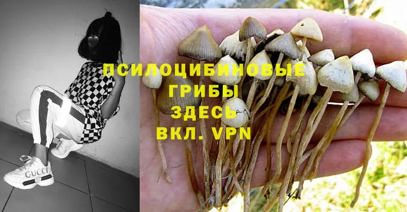 Псилоцибиновые грибы Magic Shrooms  где купить наркоту  Шумерля 